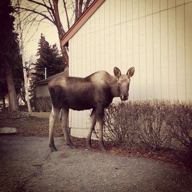 11043191_10155245290660702_1227605675494463874_n